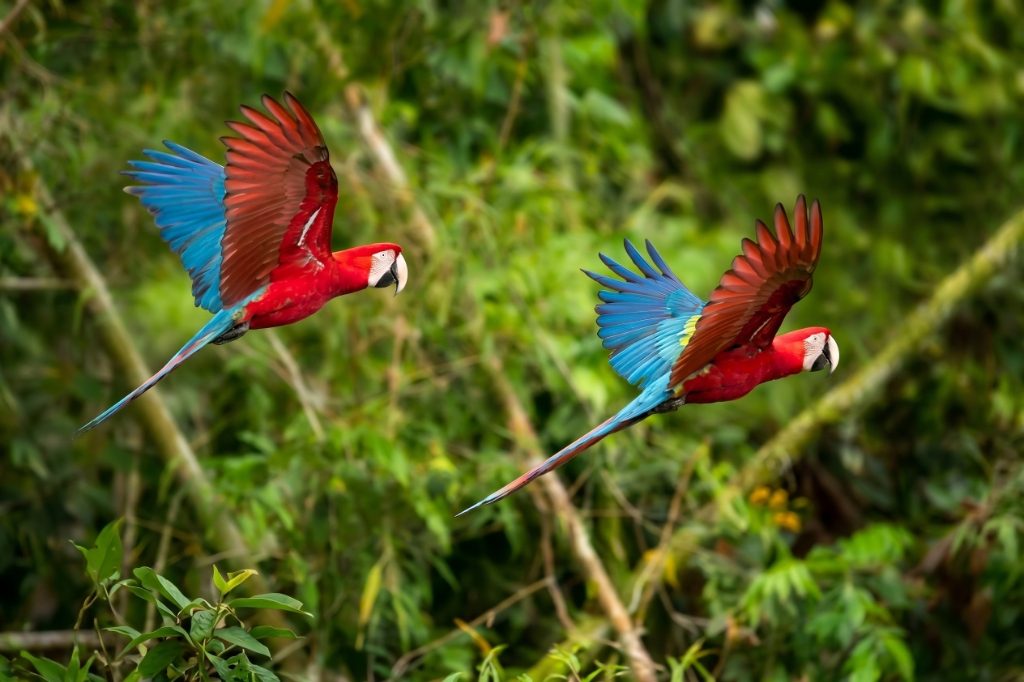 Manu Rainforest